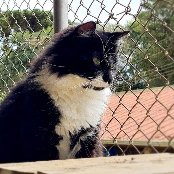 Gato ra a srd idade 7 a 11 meses nome BITTER