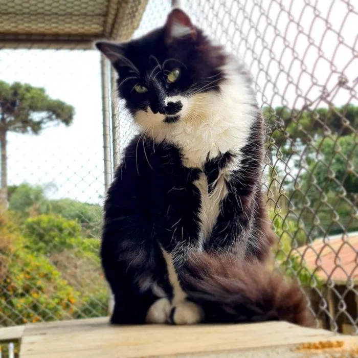 Gato ra a srd idade 7 a 11 meses nome BITTER