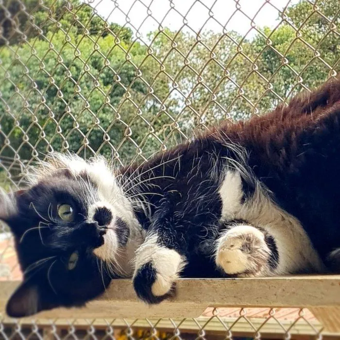 Gato ra a srd idade 7 a 11 meses nome BITTER