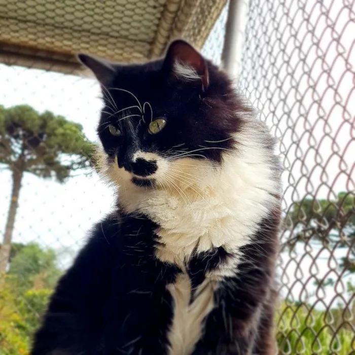Gato ra a srd idade 7 a 11 meses nome BITTER