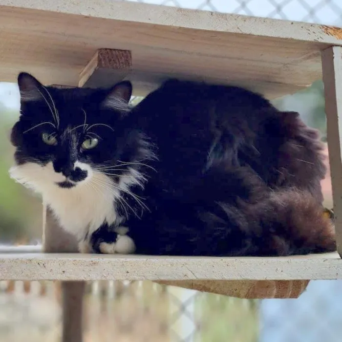 Gato ra a srd idade 7 a 11 meses nome BITTER