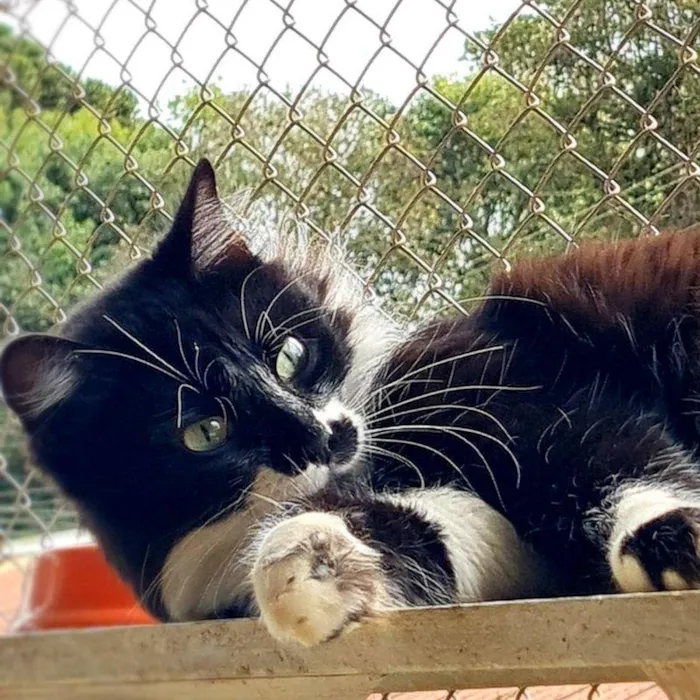 Gato ra a srd idade 7 a 11 meses nome BITTER