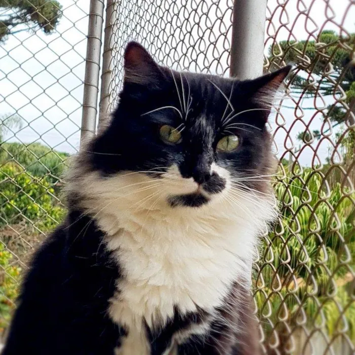 Gato ra a srd idade 7 a 11 meses nome BITTER