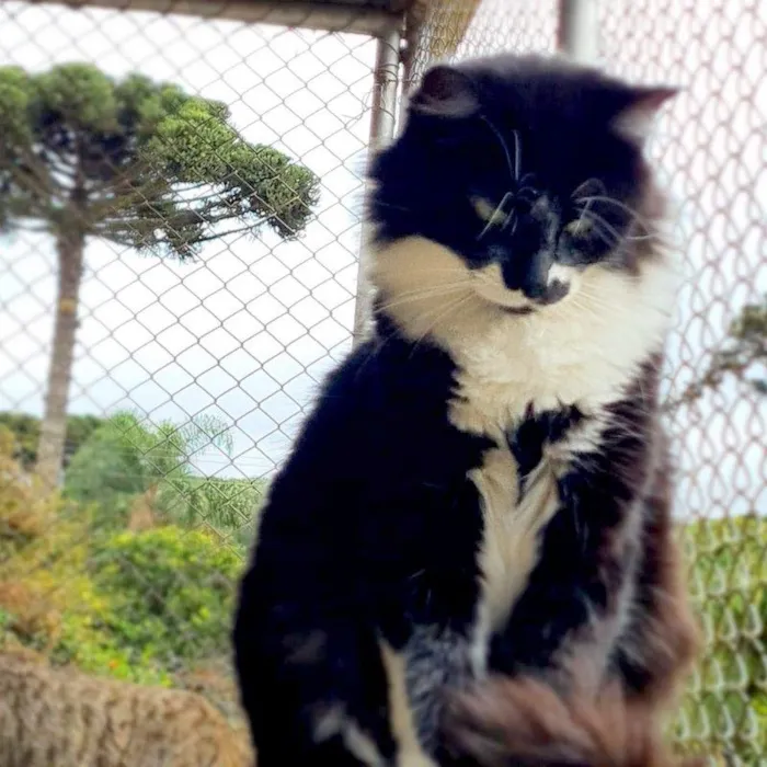 Gato ra a srd idade 7 a 11 meses nome BITTER
