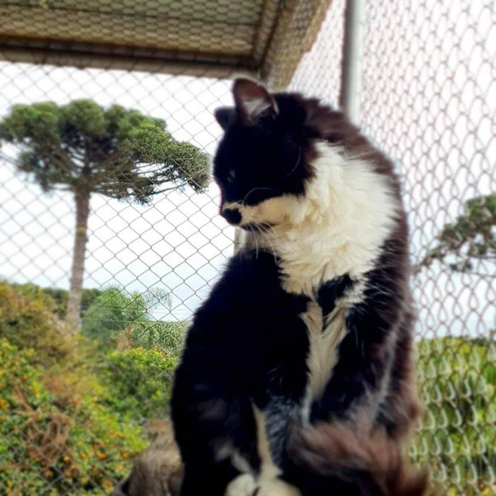 Gato ra a srd idade 7 a 11 meses nome BITTER