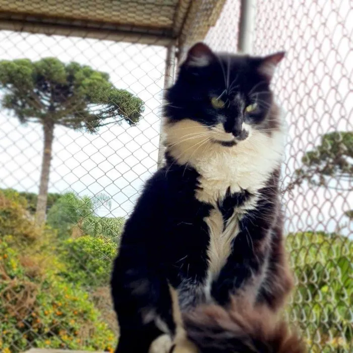 Gato ra a srd idade 7 a 11 meses nome BITTER