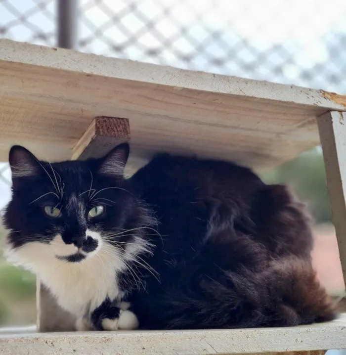 Gato ra a srd idade 7 a 11 meses nome BITTER