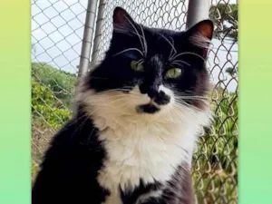 Gato raça srd idade 7 a 11 meses nome BITTER