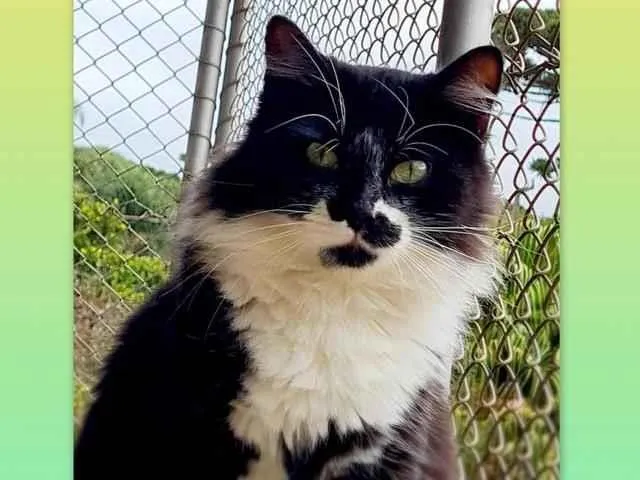 Gato ra a srd idade 7 a 11 meses nome BITTER