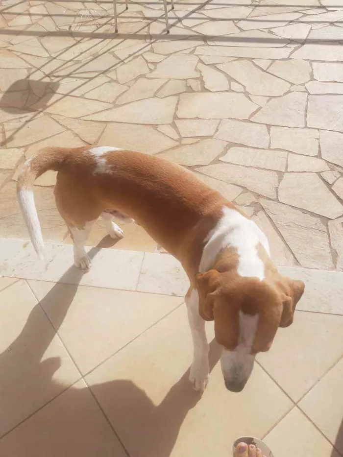 Cachorro ra a Beagle idade 1 ano nome Apollo