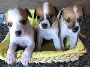 Cachorro raça  idade Abaixo de 2 meses nome Adoção responsável 