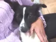 Precioso