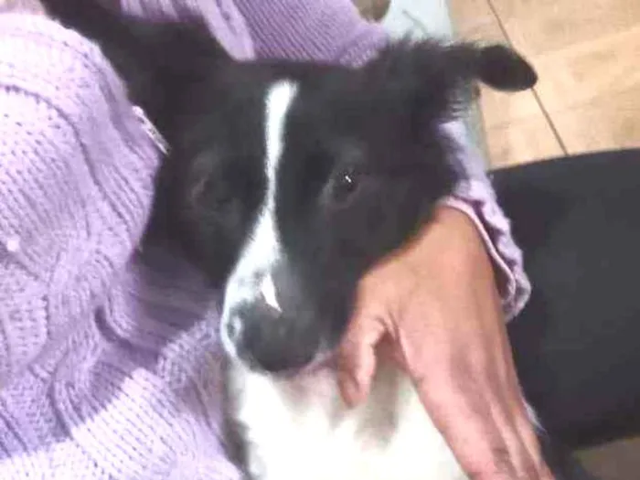 Cachorro ra a Canina idade 2 a 6 meses nome Precioso