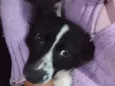 Precioso