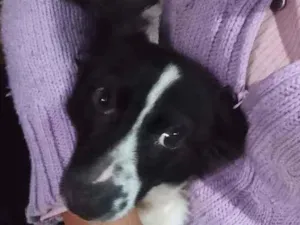 Cachorro raça Canina idade 2 a 6 meses nome Precioso