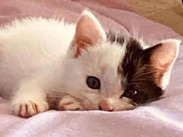 Gato raça  idade Abaixo de 2 meses nome Adoção responsável 