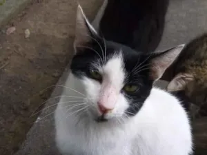 Gato raça SRD-ViraLata idade 2 a 6 meses nome Parmalat