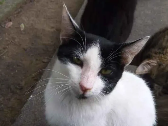 Gato ra a SRD-ViraLata idade 2 a 6 meses nome Parmalat