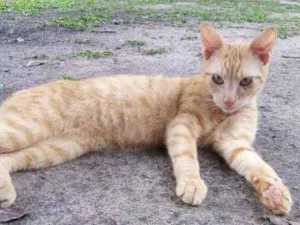 Gato raça SRD-ViraLata idade 2 a 6 meses nome Johnny