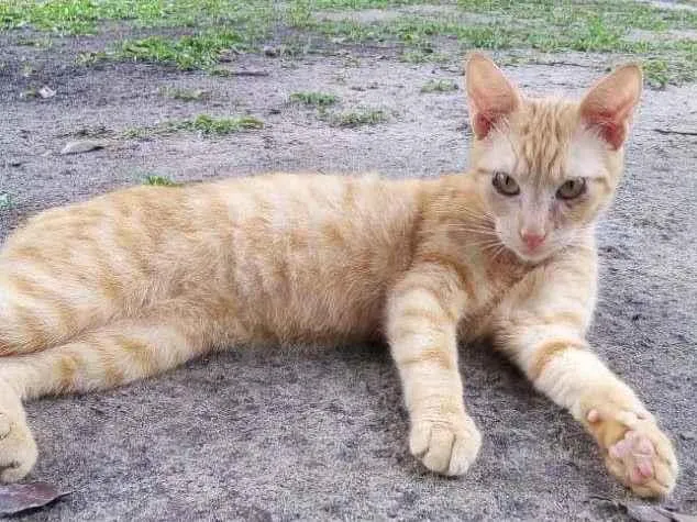 Gato ra a SRD-ViraLata idade 2 a 6 meses nome Johnny