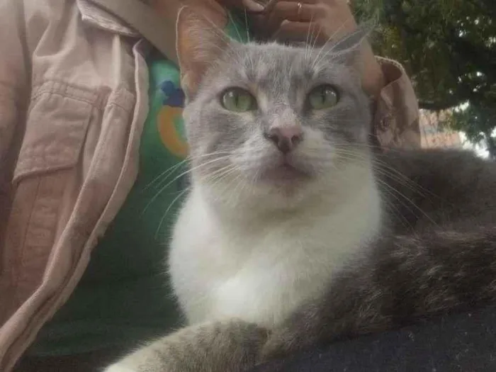 Gato ra a SRD-ViraLata idade 1 ano nome Violeta