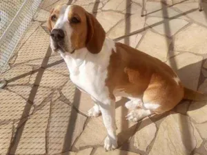 Cachorro raça Beagle idade 1 ano nome Apollo
