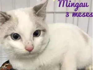 Gato raça SRD  idade 2 a 6 meses nome Mingau 