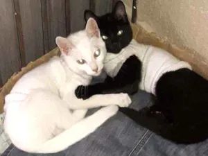 Gato raça Gatos de rua. idade 2 a 6 meses nome (sem nome, ainda)