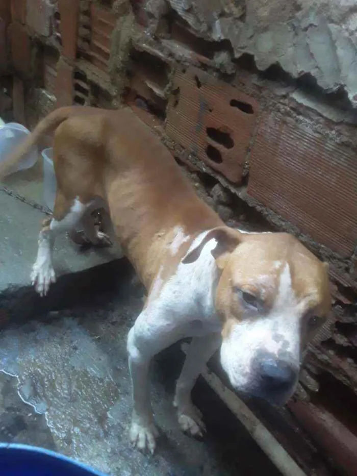 Cachorro ra a Pitbull idade  nome Sem nome