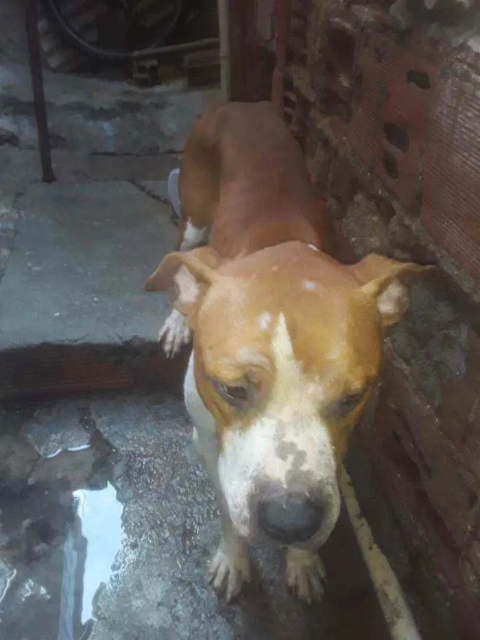 Cachorro ra a Pitbull idade  nome Sem nome