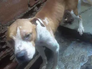 Cachorro raça Pitbull idade  nome Sem nome