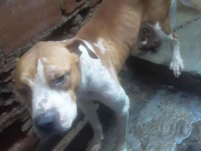 Cachorro ra a Pitbull idade  nome Sem nome