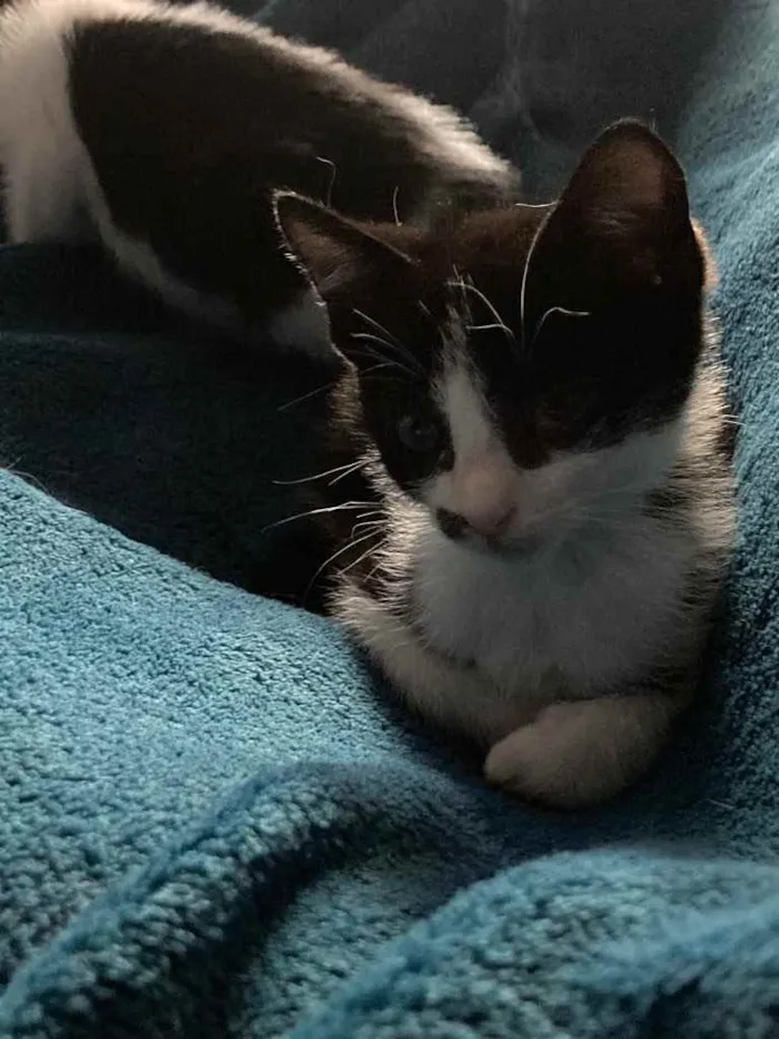 Gato ra a Sem raca idade Abaixo de 2 meses nome Frajolino