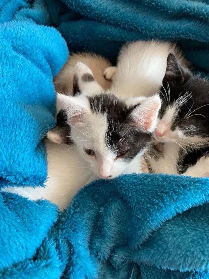 Gato ra a Sem raca idade Abaixo de 2 meses nome Frajolino