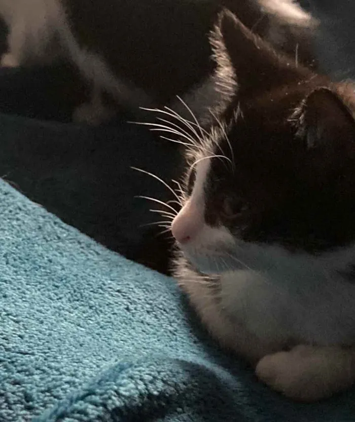 Gato ra a Sem raca idade Abaixo de 2 meses nome Frajolino