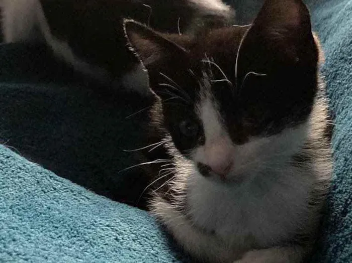 Gato ra a Sem raca idade Abaixo de 2 meses nome Frajolino