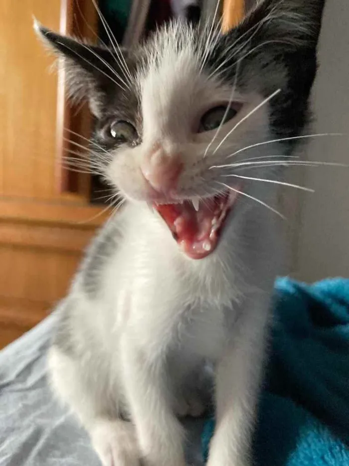 Gato ra a Sem raca idade Abaixo de 2 meses nome Liv