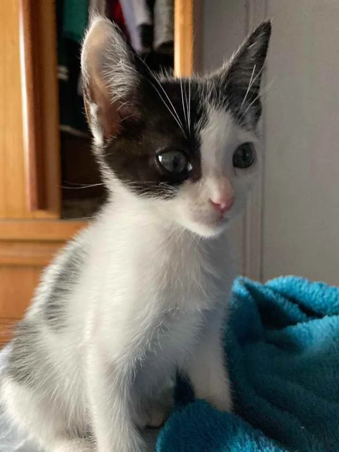 Gato ra a Sem raca idade Abaixo de 2 meses nome Liv