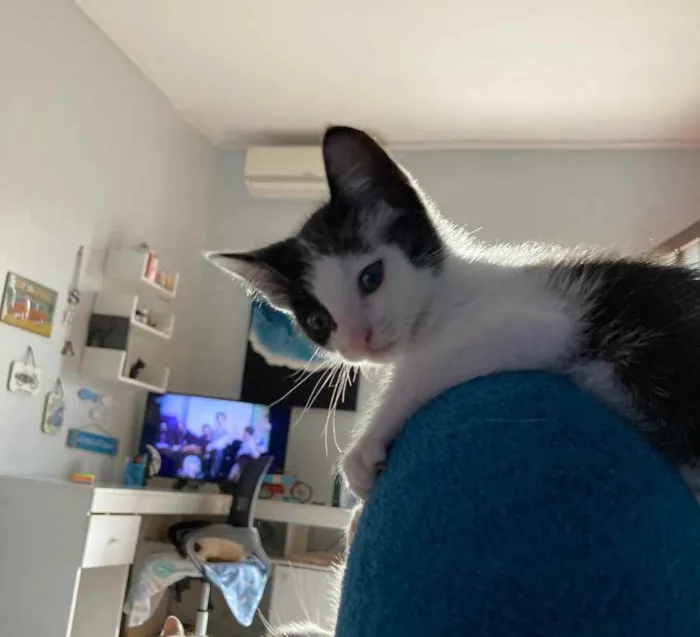 Gato ra a Sem raca idade Abaixo de 2 meses nome Liv