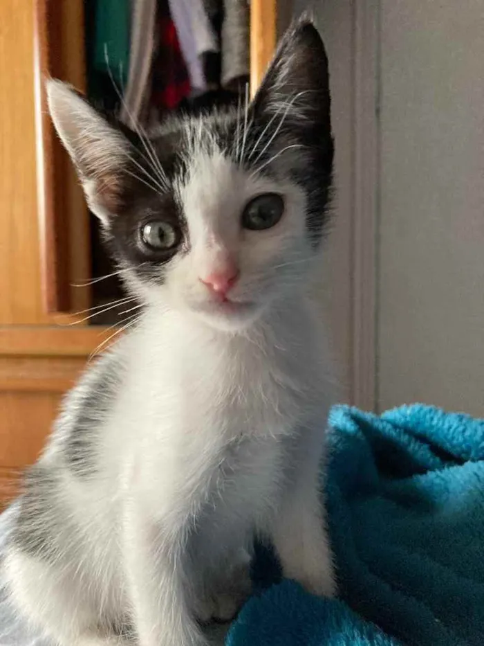 Gato ra a Sem raca idade Abaixo de 2 meses nome Liv
