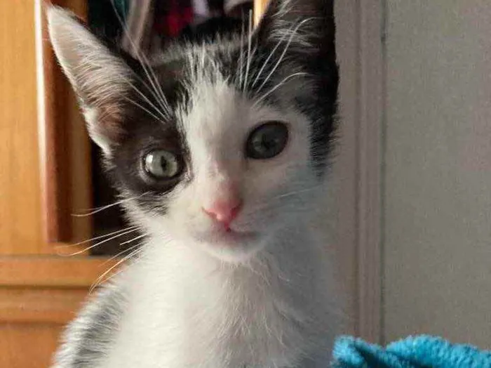 Gato ra a Sem raca idade Abaixo de 2 meses nome Liv