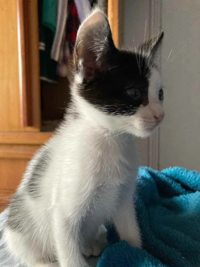 Gato ra a Sem raca idade Abaixo de 2 meses nome Liv
