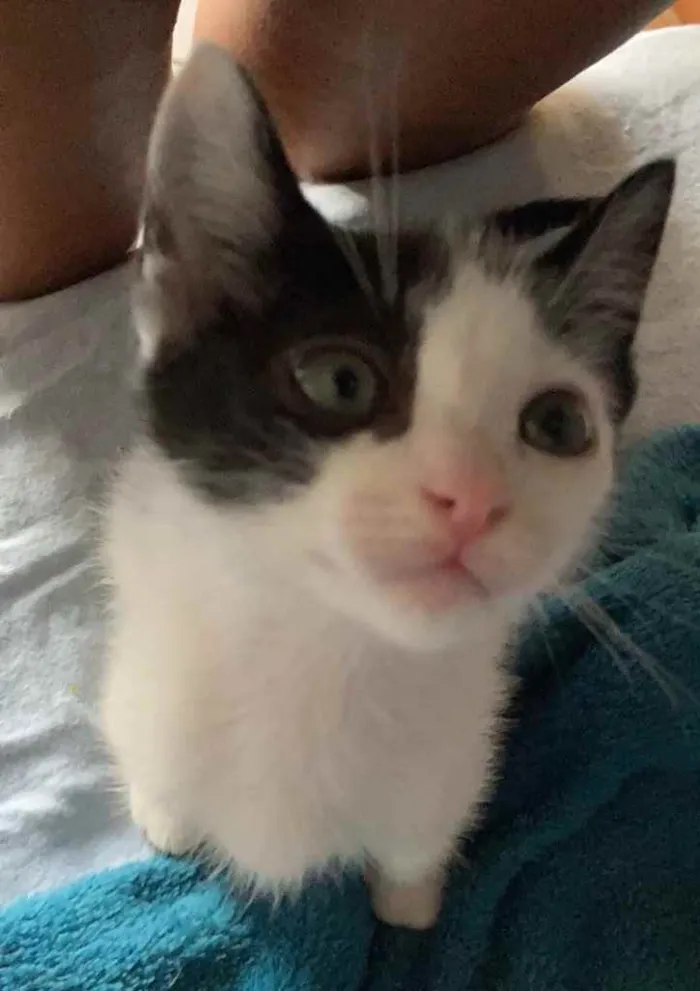 Gato ra a Sem raca idade Abaixo de 2 meses nome Liv