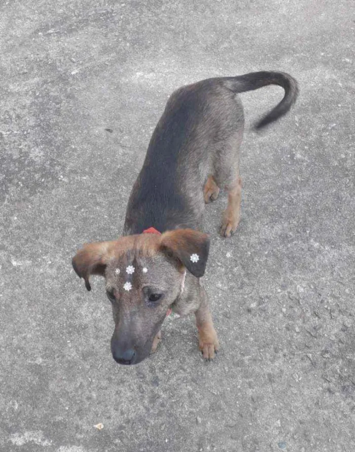 Cachorro ra a Vira lata idade 2 anos nome Neguinha