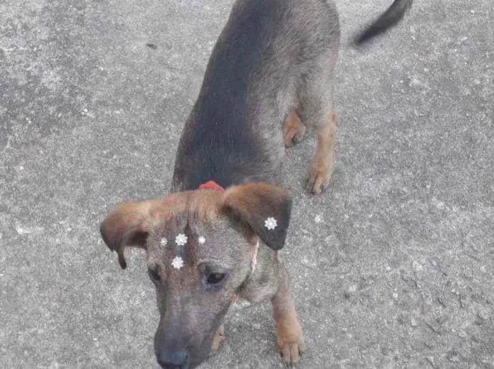 Cachorro ra a Vira lata idade 2 anos nome Neguinha