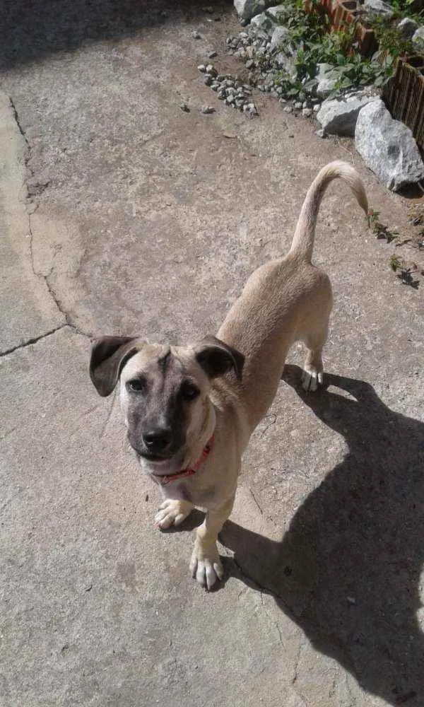 Cachorro ra a SRD idade 2 a 6 meses nome Téo