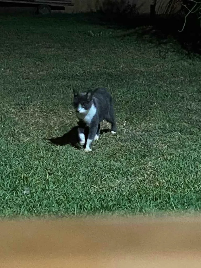 Gato ra a Vira lara idade 7 a 11 meses nome Samuca