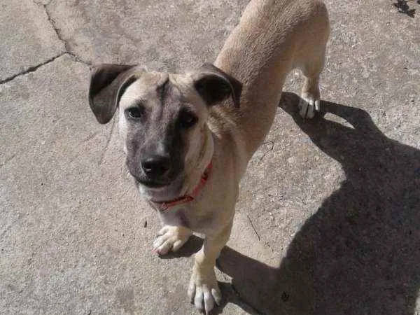 Cachorro ra a SRD idade 2 a 6 meses nome Téo