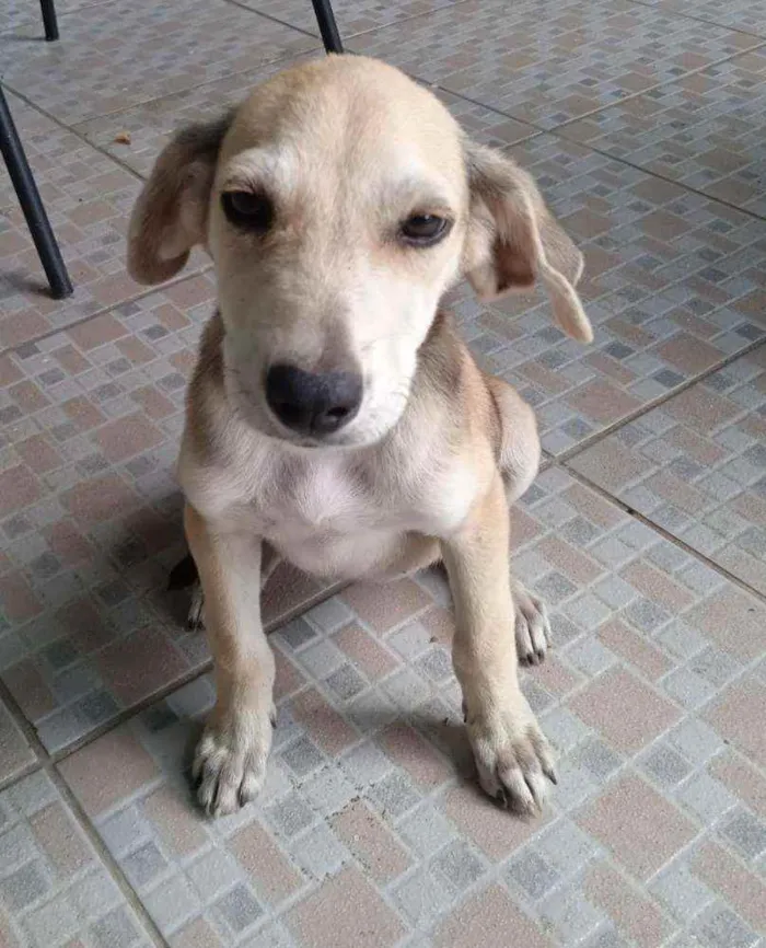 Cachorro ra a Srd idade 2 a 6 meses nome July