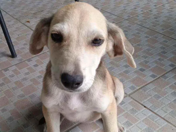 Cachorro ra a Srd idade 2 a 6 meses nome July